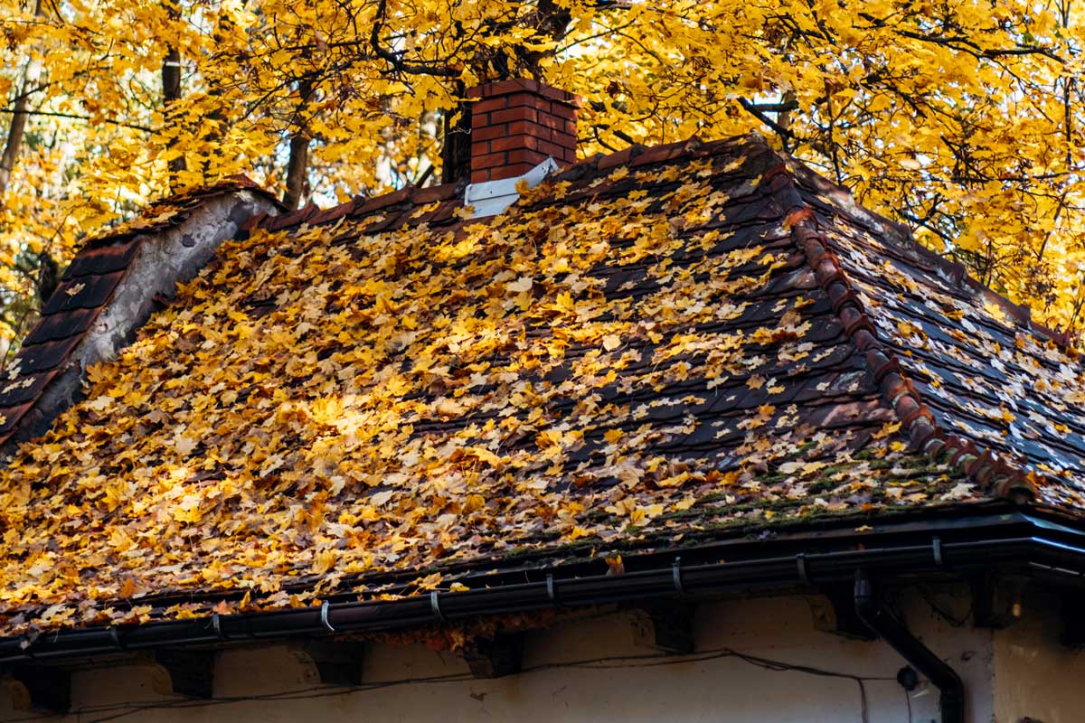 A house roof blanketed in yellow fallen leaves.
