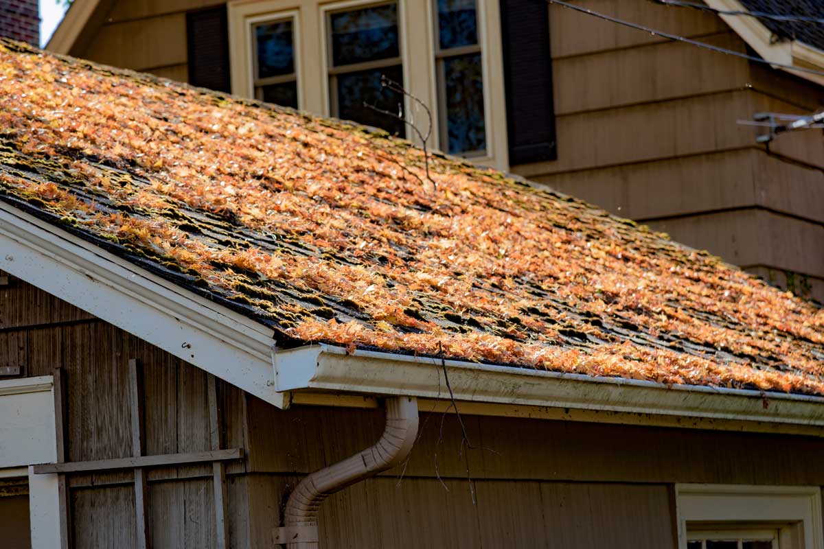 This eye-level shot shows a roof with shingles covered in orange leaves. Moss is also visible growing on the shingles. A gutter is attached to the roof with a drainpipe running down the side of the house.